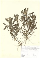 藏品(父子草)的圖片